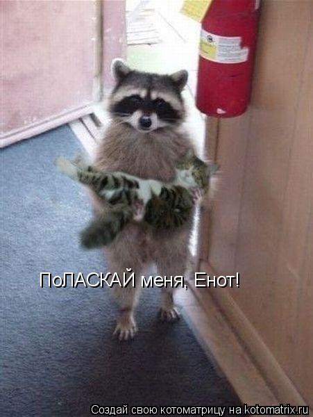 Котоматрица: ПоЛАСКАЙ меня, Енот!