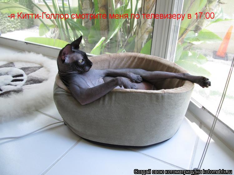 -я Китти-Голлор смотрите меня по телевизеру в 17:00... Котоматрица: -я Китти-Голлор смотрите меня по телевизеру в 17:00