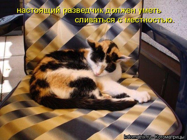 настоящий разведчик должен уметь сливаться с местностью.... Котоматрица: настоящий разведчик должен уметь сливаться с местностью.