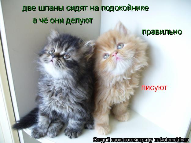 две шпаны сидят на подокойнике а чё они делуют правильно писуют... Котоматрица: две шпаны сидят на подокойнике а чё они делуют правильно писуют