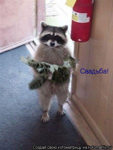 Свадьба!... Котоматрица: Свадьба!