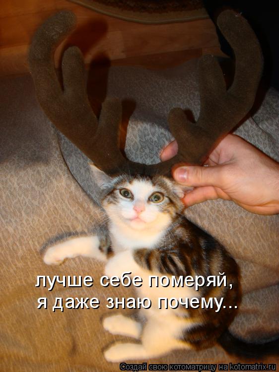 я даже знаю почему... лучше себе померяй,... Котоматрица: я даже знаю почему... лучше себе померяй,