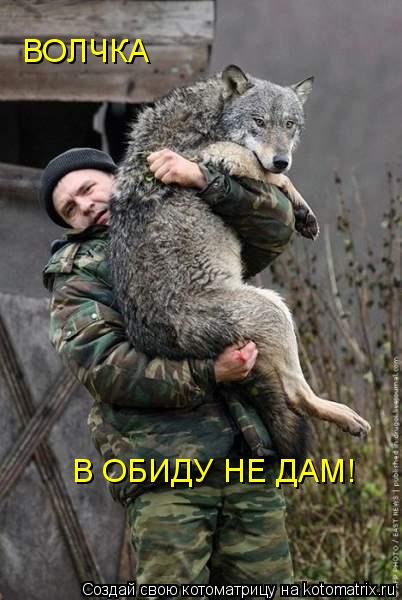 ВОЛЧКА В ОБИДУ НЕ ДАМ!... Котоматрица: ВОЛЧКА В ОБИДУ НЕ ДАМ!