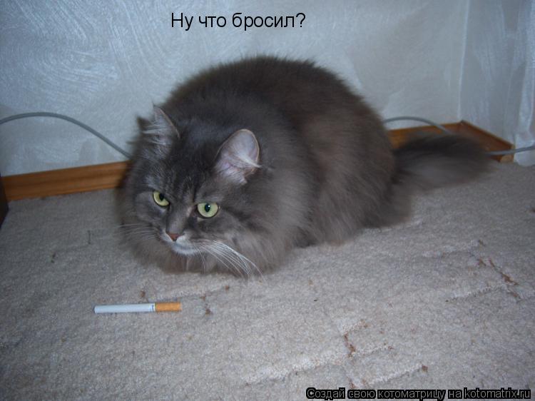 Ну что бросил?... Котоматрица: Ну что бросил?