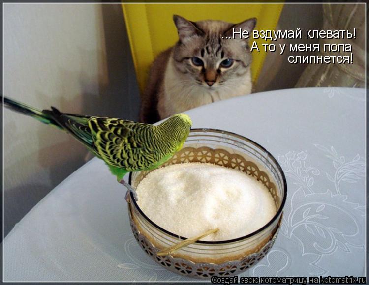 ...Не вздумай клевать! А то у меня попа слипнется!... Котоматрица: ...Не вздумай клевать! А то у меня попа слипнется!