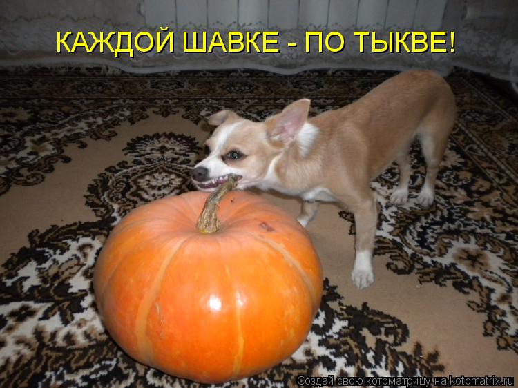 КАЖДОЙ ШАВКЕ - ПО ТЫКВЕ!... Котоматрица: КАЖДОЙ ШАВКЕ - ПО ТЫКВЕ!