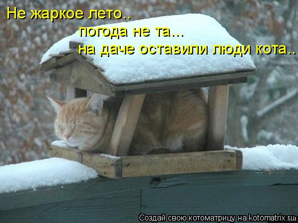 погода не та... Не жаркое лето.. на даче оставили люди кота..... Котоматрица: погода не та... Не жаркое лето.. на даче оставили люди кота..