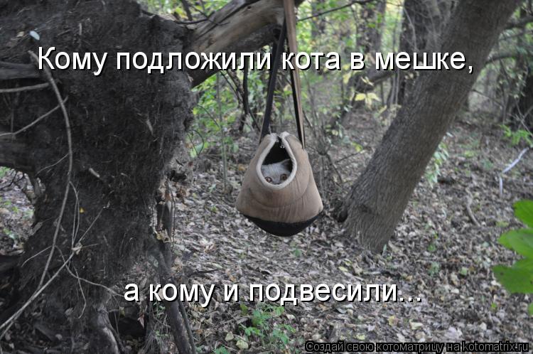 Кому подложили кота в мешке, а кому и подвесили...... Котоматрица: Кому подложили кота в мешке, а кому и подвесили...