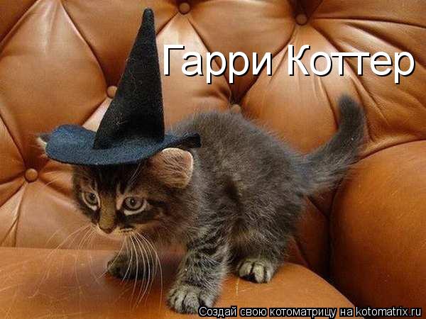 Гарри Коттер... Котоматрица: Гарри Коттер