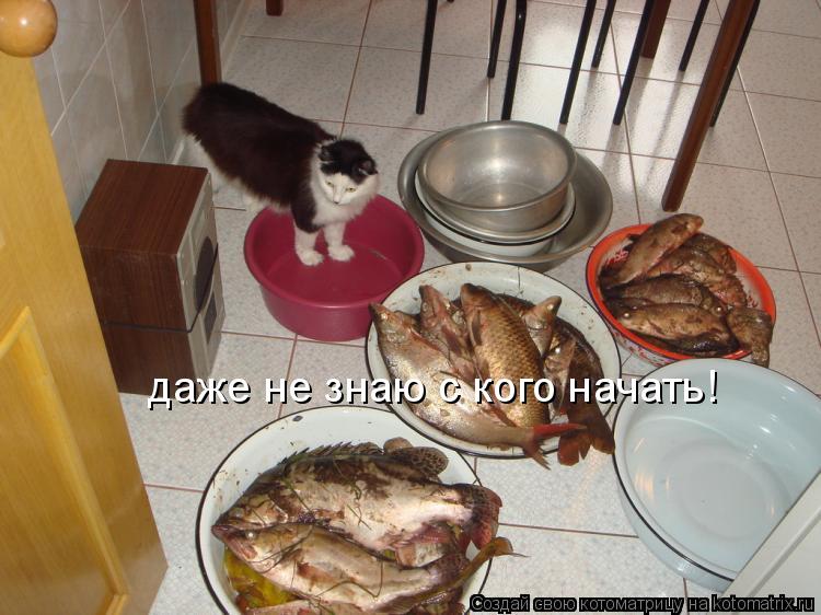 даже не знаю с кого начать!... Котоматрица: даже не знаю с кого начать!