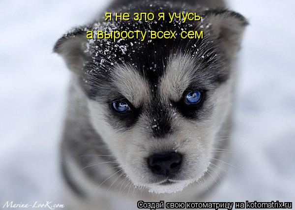 я не зло я учусь а выросту всех сем... Котоматрица: я не зло я учусь а выросту всех сем