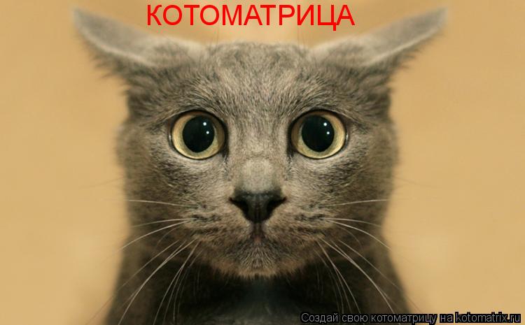 КОТОМАТРИЦА... Котоматрица: КОТОМАТРИЦА