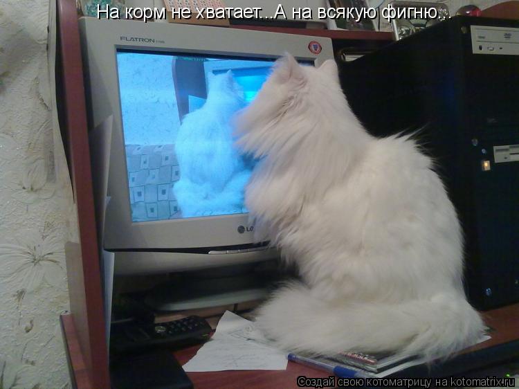 На корм не хватает...А на всякую фигню...... Котоматрица: На корм не хватает...А на всякую фигню...