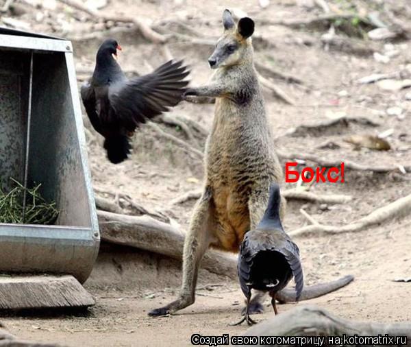 Бокс! Бокс!... Котоматрица: Бокс! Бокс!