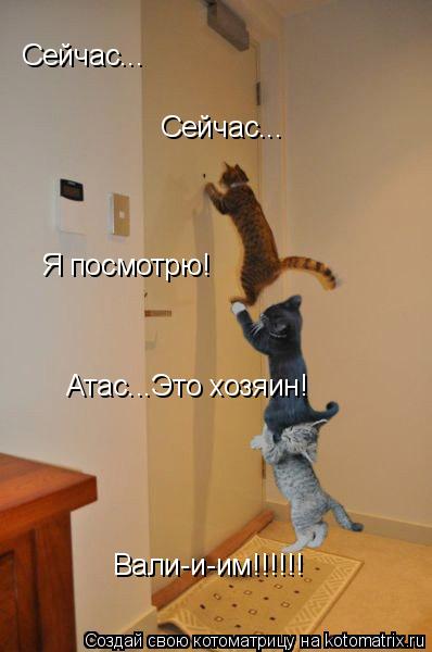 Котоматрица: Сейчас... Сейчас... Я посмотрю! Атас...Это хозяин! Вали-и-им!!!!!!