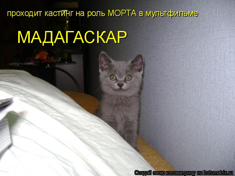 Котоматрица: проходит кастинг на роль МОРТА в мультфильме  МАДАГАСКАР