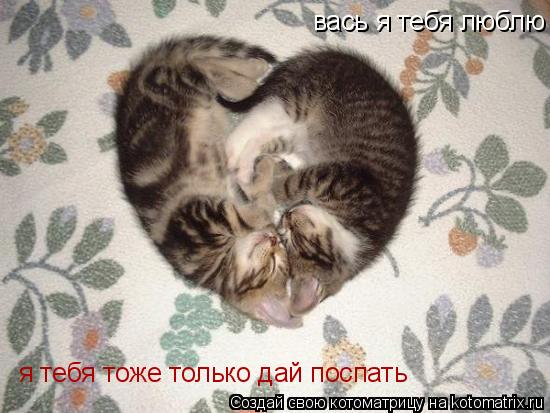 вась я тебя люблю я тебя тоже только дай поспать... Котоматрица: вась я тебя люблю я тебя тоже только дай поспать