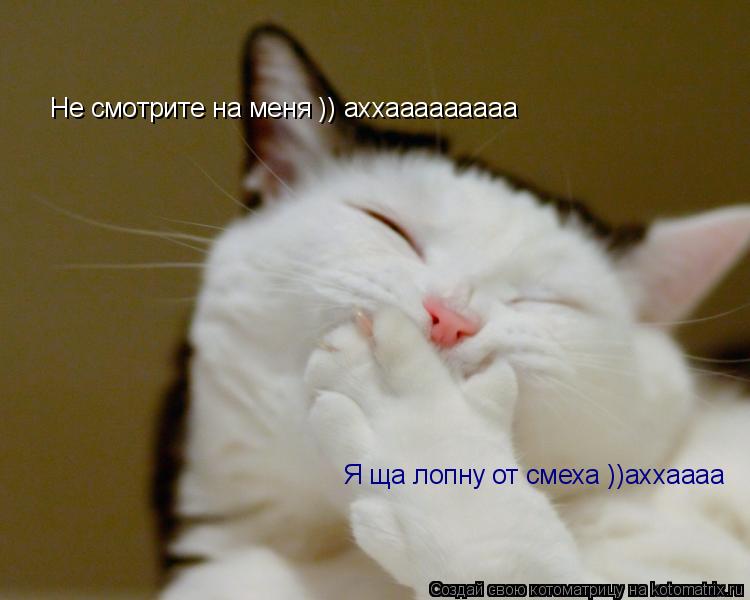 Котоматрица: Я ща лопну от смеха ))аххаааа Не смотрите на меня )) аххааааааааа