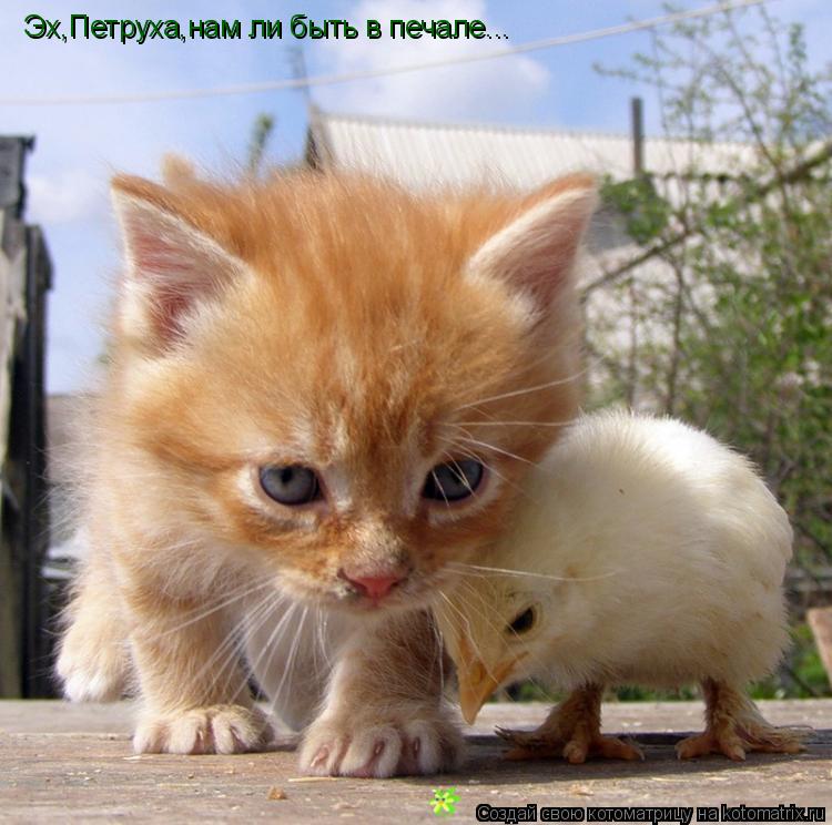 Эх,Петруха,нам ли быть в печале...... Котоматрица: Эх,Петруха,нам ли быть в печале...