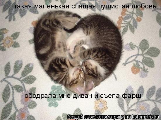 такая маленькая спящая пушистая любовь... ободрала мне диван и съела фарш.... Котоматрица: такая маленькая спящая пушистая любовь... ободрала мне диван и съела фарш.