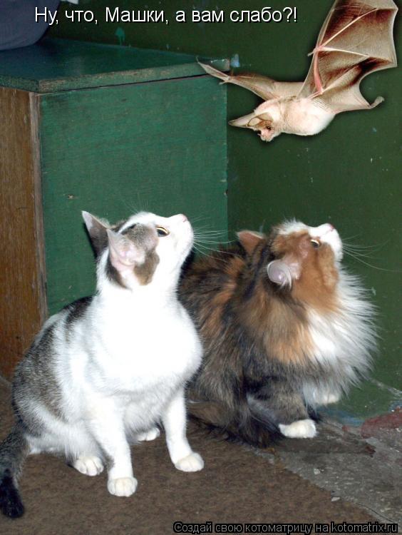 Котоматрица: Ну, что, Машки, а вам слабо?!