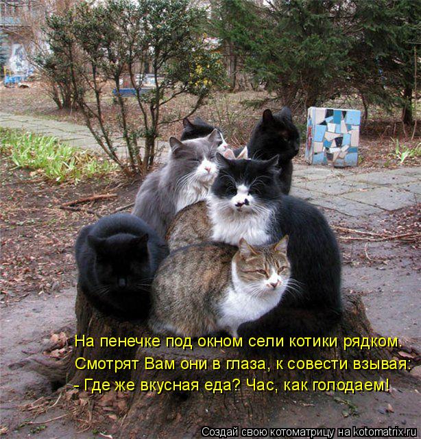 Котоматрица: На пенечке под окном сели котики рядком. Смотрят Вам они в глаза, к совести взывая: - Где же вкусная еда? Час, как голодаем!