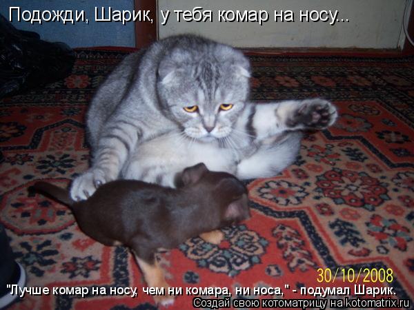 Котоматрица: Подожди, Шарик, у тебя комар на носу... "Лучше комар на носу, чем ни комара, ни носа," - подумал Шарик.