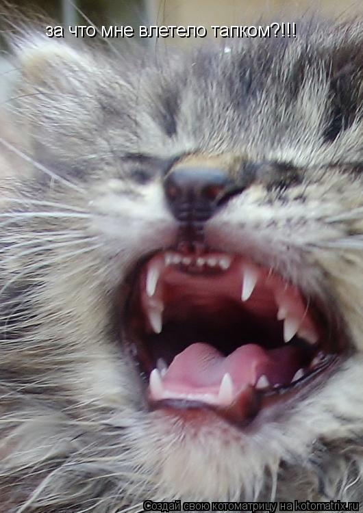 Котоматрица: за что мне влетело тапком?!!!