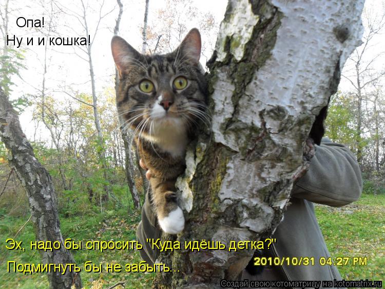 Котоматрица: Опа! Ну и и кошка! Эх, надо бы спросить "Куда идёшь детка?" Подмигнуть бы не забыть...