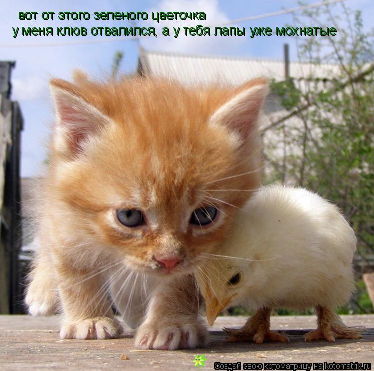 Котоматрица: вот от этого зеленого цветочка у меня клюв отвалился, а у тебя лапы уже мохнатые