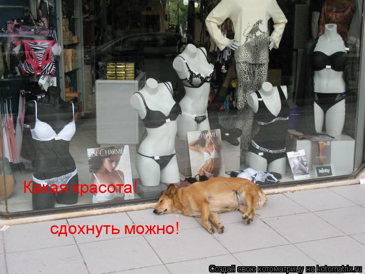 Котоматрица: Какая красота! сдохнуть можно!