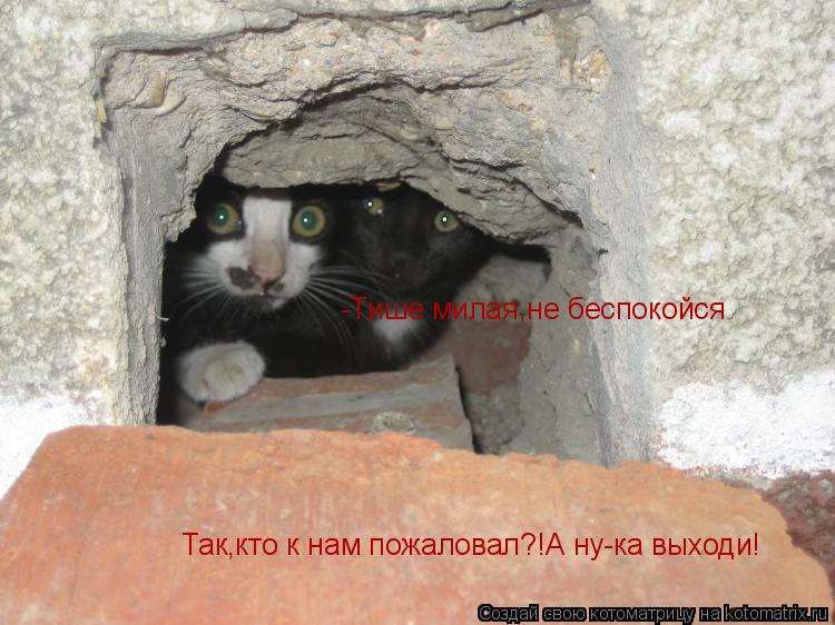 Котоматрица: -Тише милая,не беспокойся Так,кто к нам пожаловал?!А ну-ка выходи!