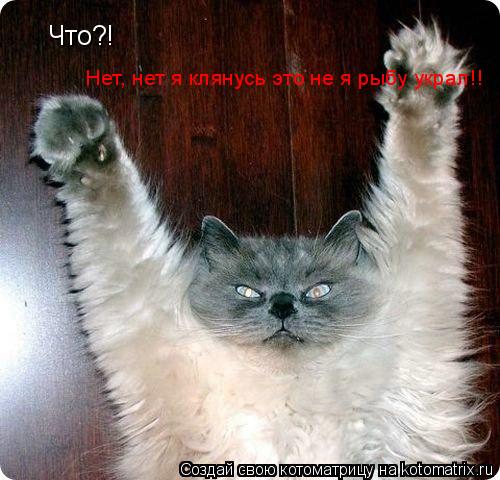 Котоматрица: Что?! Нет, нет я клянусь это не я рыбу украл!!