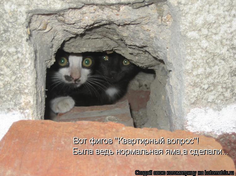 Котоматрица: Вот фигов "Квартирный вопрос"! Была ведь нормальная яма,а сделали...