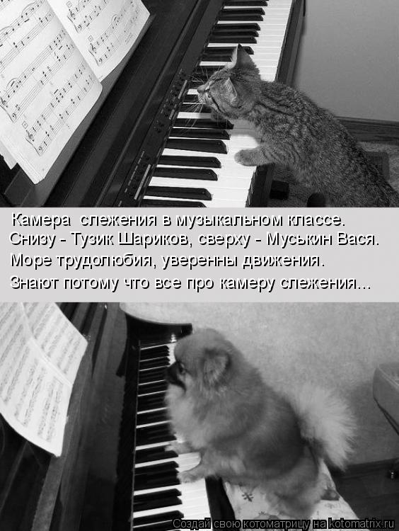 Котоматрица: Снизу - Тузик Шариков, сверху - Муськин Вася. Море трудолюбия, уверенны движения. Знают потому что все про камеру слежения... Камера  слежения 