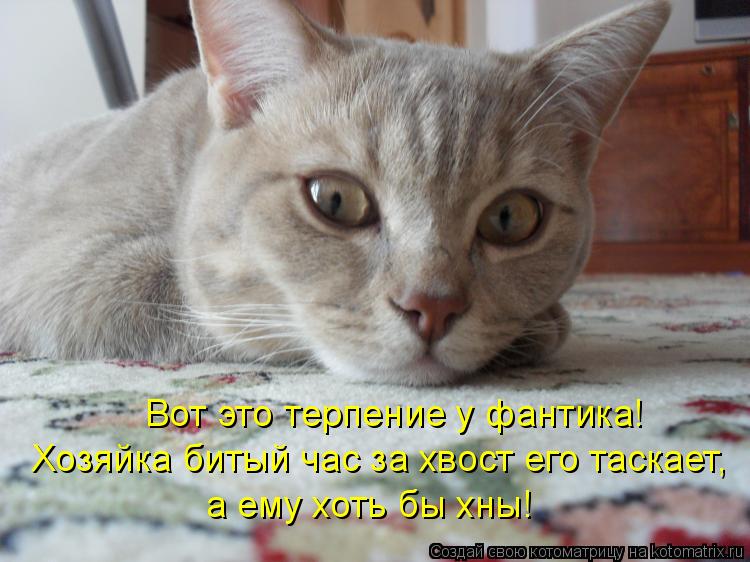 Вот это терпение у фантика! Хозяйка битый час за хвост его таскает, а ему хоть бы хны!... Котоматрица: Вот это терпение у фантика! Хозяйка битый час за хвост его таскает, а ему хоть бы хны!