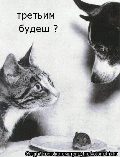 будеш ? третьим... Котоматрица: будеш ? третьим