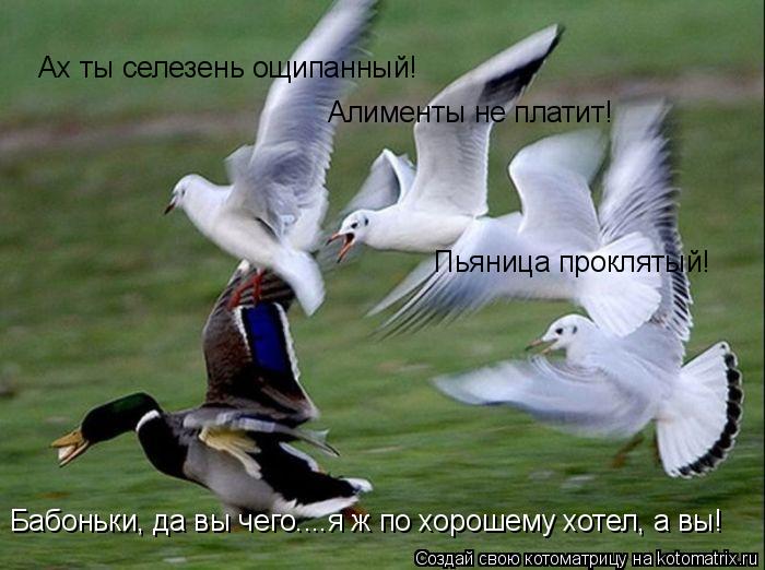 Ах ты селезень ощипанный! Алименты не платит! Пьяница проклятый! Бабоньки, да вы чего....я ж по хорош... Котоматрица: Ах ты селезень ощипанный! Алименты не платит! Пьяница проклятый! Бабоньки, да вы чего....я ж по хорошему хотел, а вы!