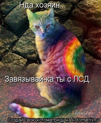 Нда хозяин... Завязывай-ка ты с ЛСД.... Котоматрица: Нда хозяин... Завязывай-ка ты с ЛСД.