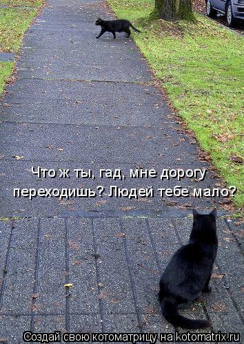 Котоматрица: переходишь? Людей тебе мало? Что ж ты, гад, мне дорогу