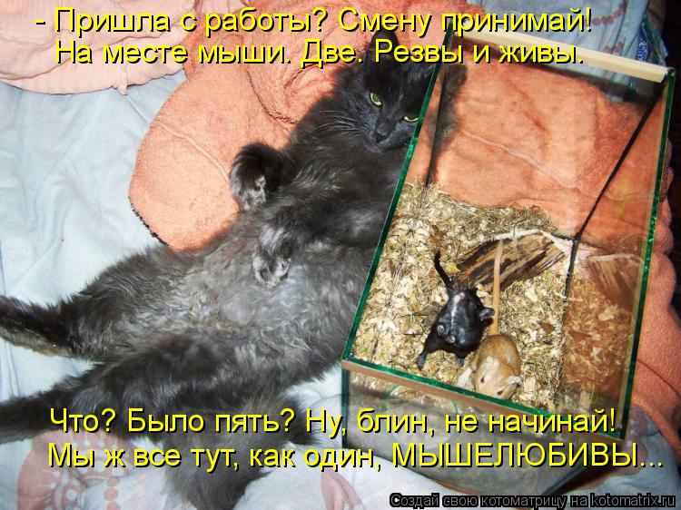 Котоматрица: - Пришла с работы? Смену принимай! На месте мыши. Две. Резвы и живы. Что? Было пять? Ну, блин, не начинай! Мы ж все тут, как один, МЫШЕЛЮБИВЫ...