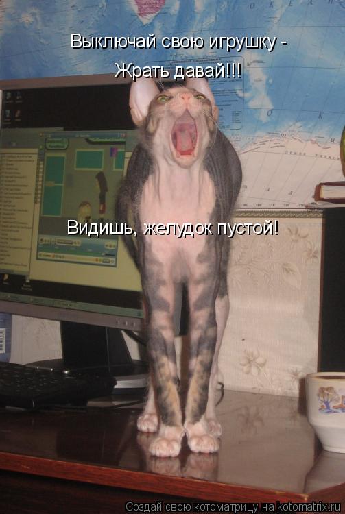 Видишь, желудок пустой! Жрать давай!!! Выключай свою игрушку -... Котоматрица: Видишь, желудок пустой! Жрать давай!!! Выключай свою игрушку -