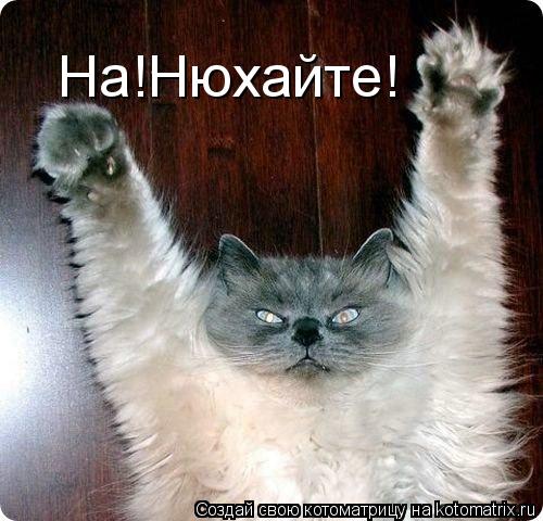 На!Нюхайте!... Котоматрица: На!Нюхайте!