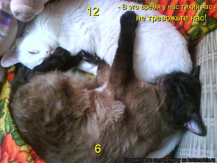 - В это время у нас тихий час - не тревожьте нас! 6 12... Котоматрица: - В это время у нас тихий час - не тревожьте нас! 6 12