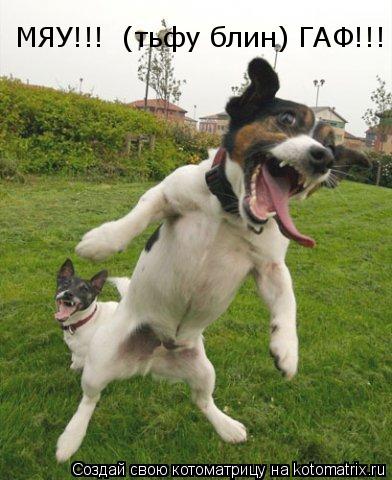 МЯУ!!! (тьфу блин) ГАФ!!!... Котоматрица: МЯУ!!! (тьфу блин) ГАФ!!!