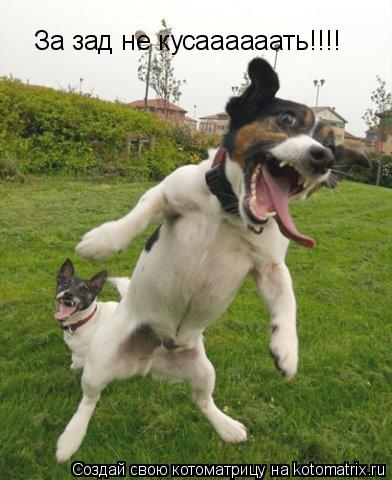 За зад не кусаааааать!!!!... Котоматрица: За зад не кусаааааать!!!!