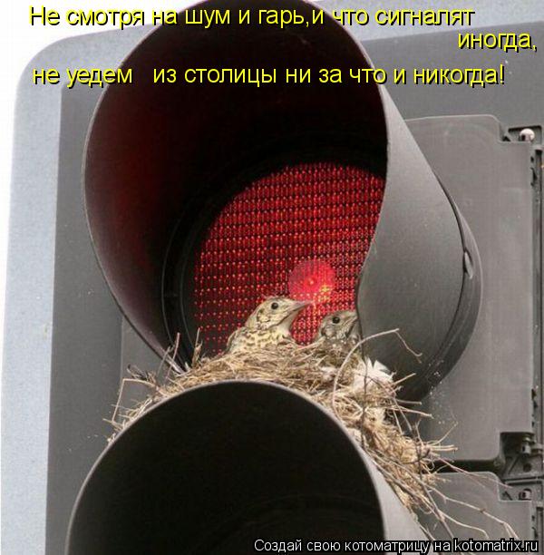 не уедем из столицы ни за что и никогда! Не смотря на шум и гарь,и что сигналят иногда,... Котоматрица: не уедем из столицы ни за что и никогда! Не смотря на шум и гарь,и что сигналят иногда,