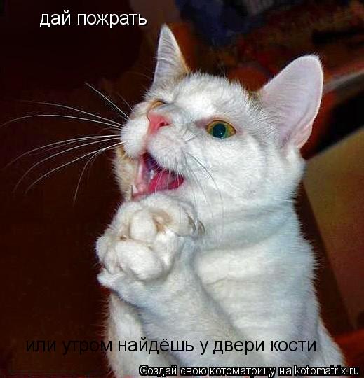 дай пожрать а дай пожрать или утром найдёшь у двери кости... Котоматрица: дай пожрать а дай пожрать или утром найдёшь у двери кости