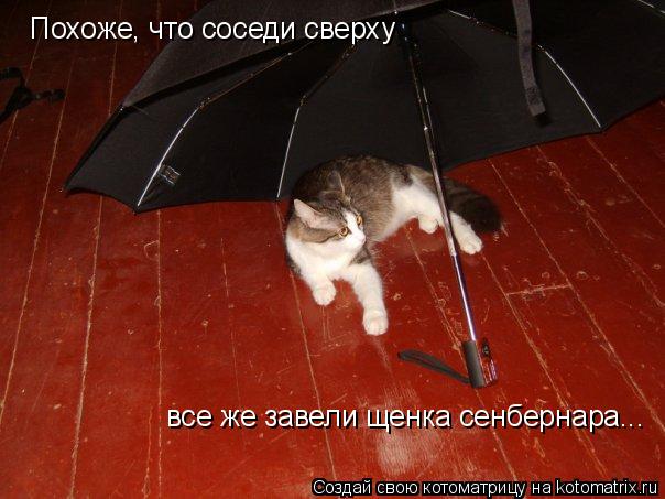 Похоже, что соседи сверху все же завели щенка сенбернара...... Котоматрица: Похоже, что соседи сверху все же завели щенка сенбернара...