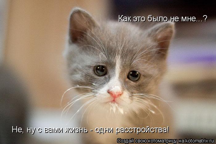 Как это было не мне...? Не, ну с вами жизнь - одни расстройства!... Котоматрица: Как это было не мне...? Не, ну с вами жизнь - одни расстройства!